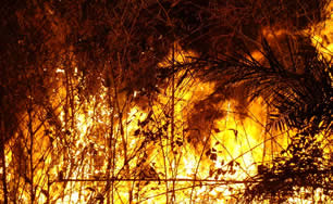 Prevenção e combate aos incêndios florestais